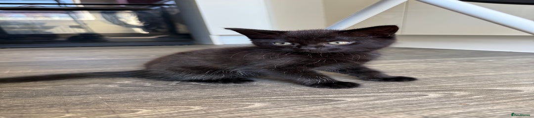 Domestic Shorthair Kitten 3