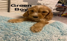 Labradoodle dogs for sale:  Australian Labradoodles Show Cocker Spaniel - Image 4