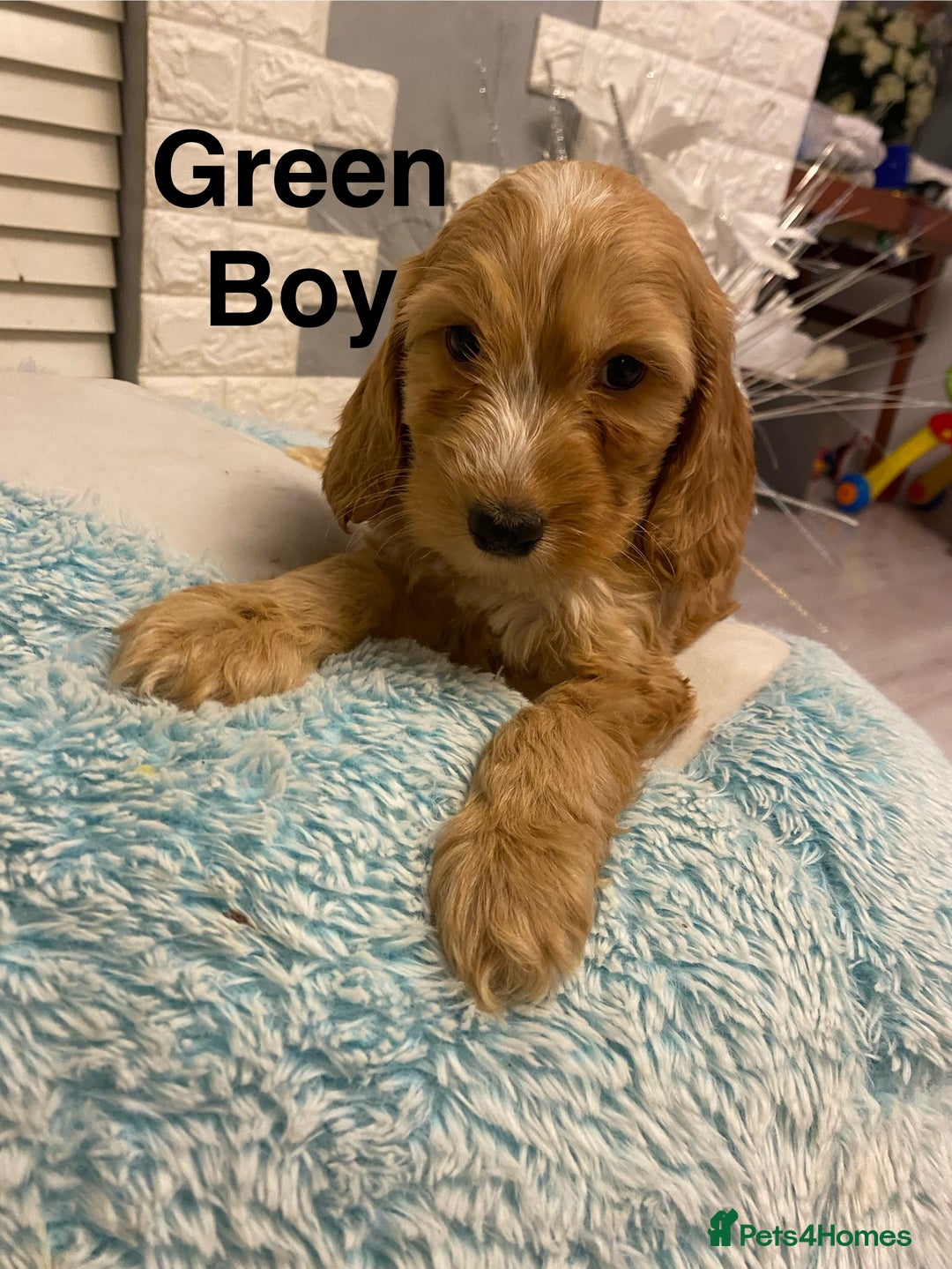 Labradoodle dogs for sale:  Australian Labradoodles Show Cocker Spaniel - Image 4