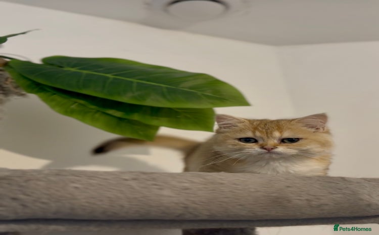 British Shorthair cats - Advert 8