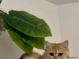 British Shorthair cats - Advert 24