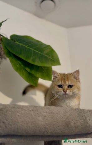 British Shorthair cats - Advert 8