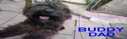 Cockapoo dogs for sale:  Cockapoo puppies - Advert 3