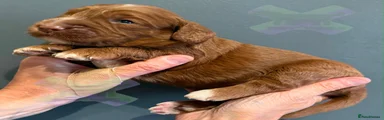 Cockapoo 8