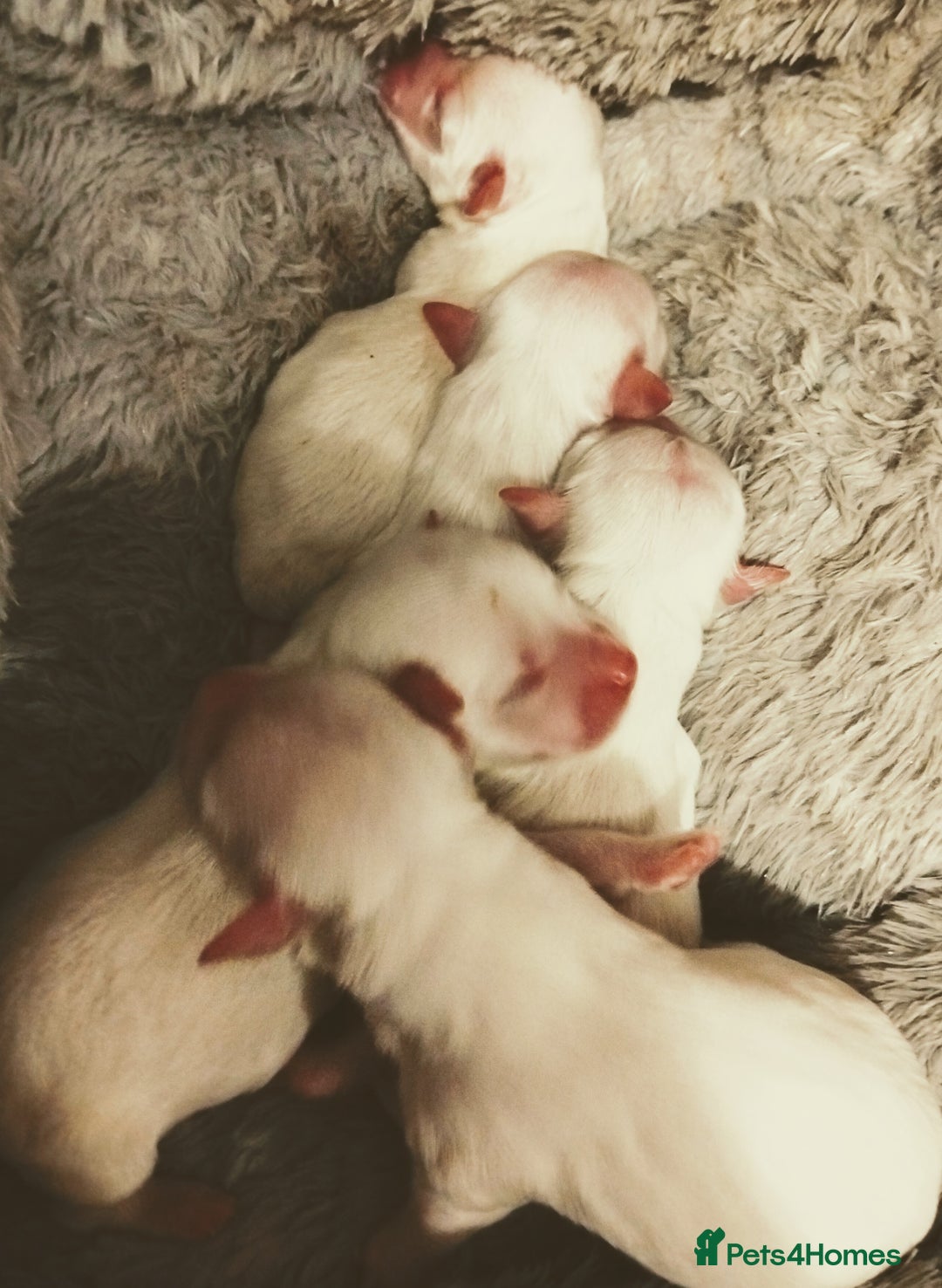 Maltese dogs for sale: Beautiful Maltese Puppies Hypoallergenic  - Advert 8