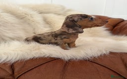 Miniature Dachshund dogs for sale: Stunning Silver & Chocolate Dapple Miniatures - Image 15