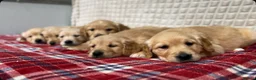 Golden Retriever dogs for sale: GORGEOUS GOLDEN RETRIEVER PUPPIES  in Carmarthen - Advert 23
