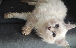 Ragdoll cats for sale: TICA Ragdoll Kittens (pet only)  - Image 20