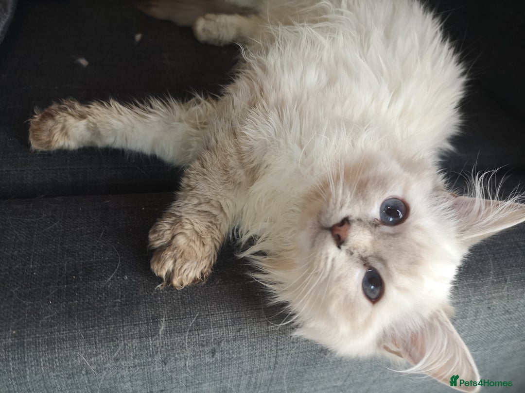 Ragdoll cats for sale: TICA Ragdoll Kittens (pet only)  - Image 20