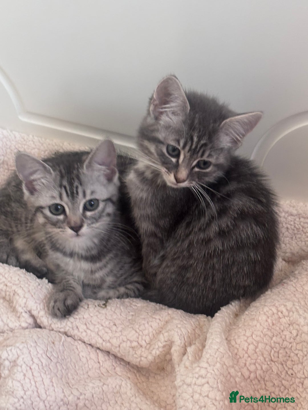 Ragdoll cats for sale: Ragdoll Cross Maine Coon Kitten  - Image 10