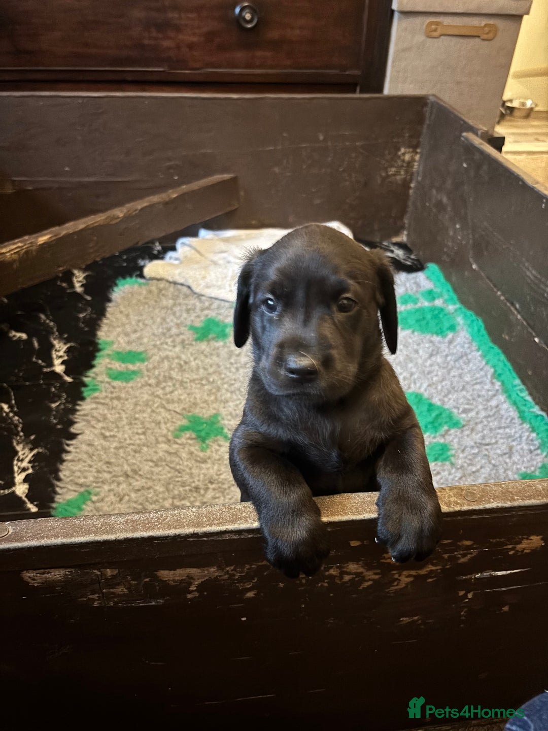 Labrador Retriever dogs for sale: Nicky shields  - Image 1