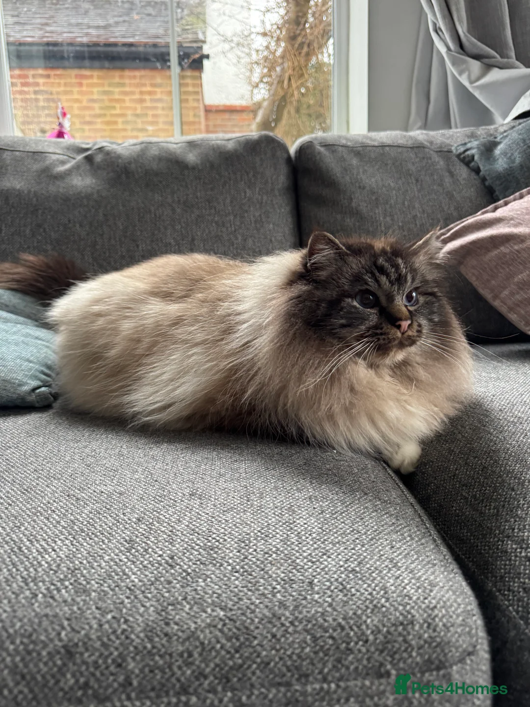 Birman cats for sale: Seal tabby male for sale  - Advert 2