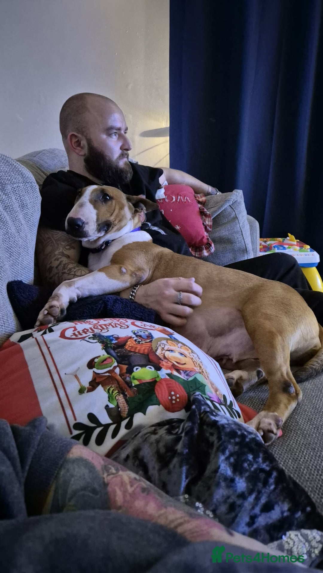 English Bull Terrier dogs for sale: English bull terrier - Advert 2