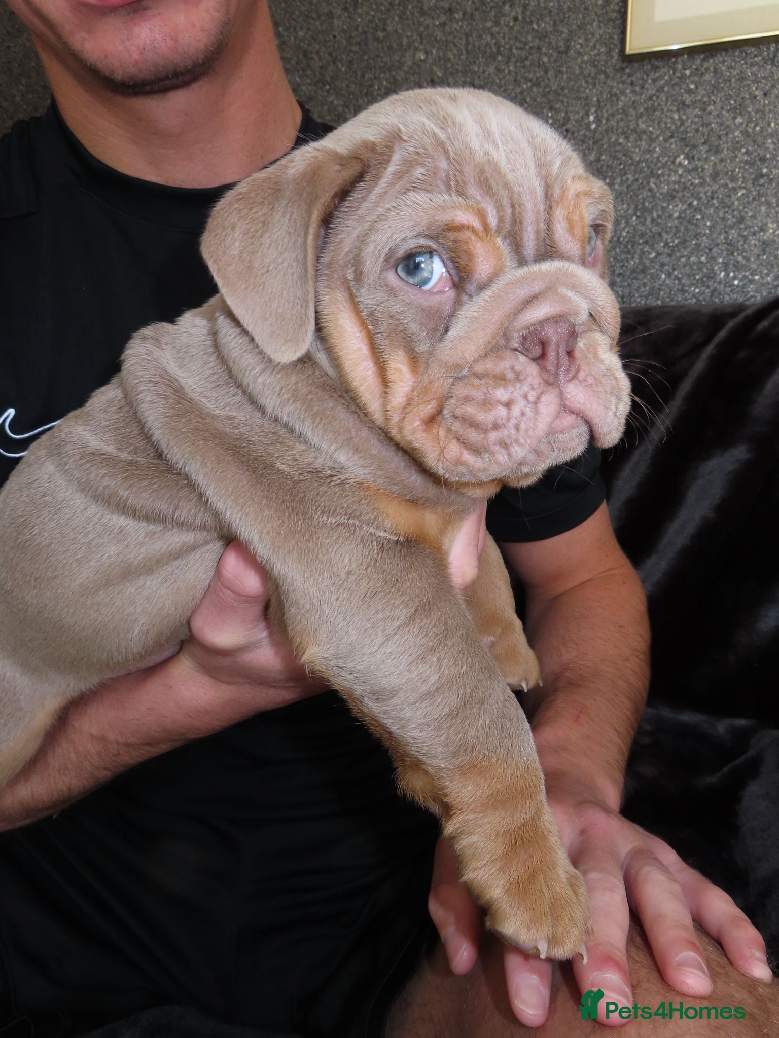 English Bulldog dogs 💙Last Male Lilac and Tan English Bulldog Puppy💙 - Advert 2