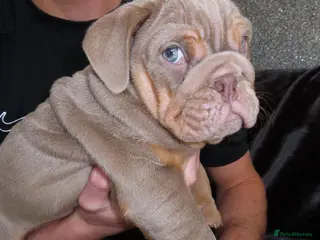 English Bulldog dogs 💙Last Male Lilac and Tan English Bulldog Puppy💙 - Advert 1