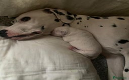 Dalmatian dogs for sale: Beautiful Dalmatian Puppies - Image 3