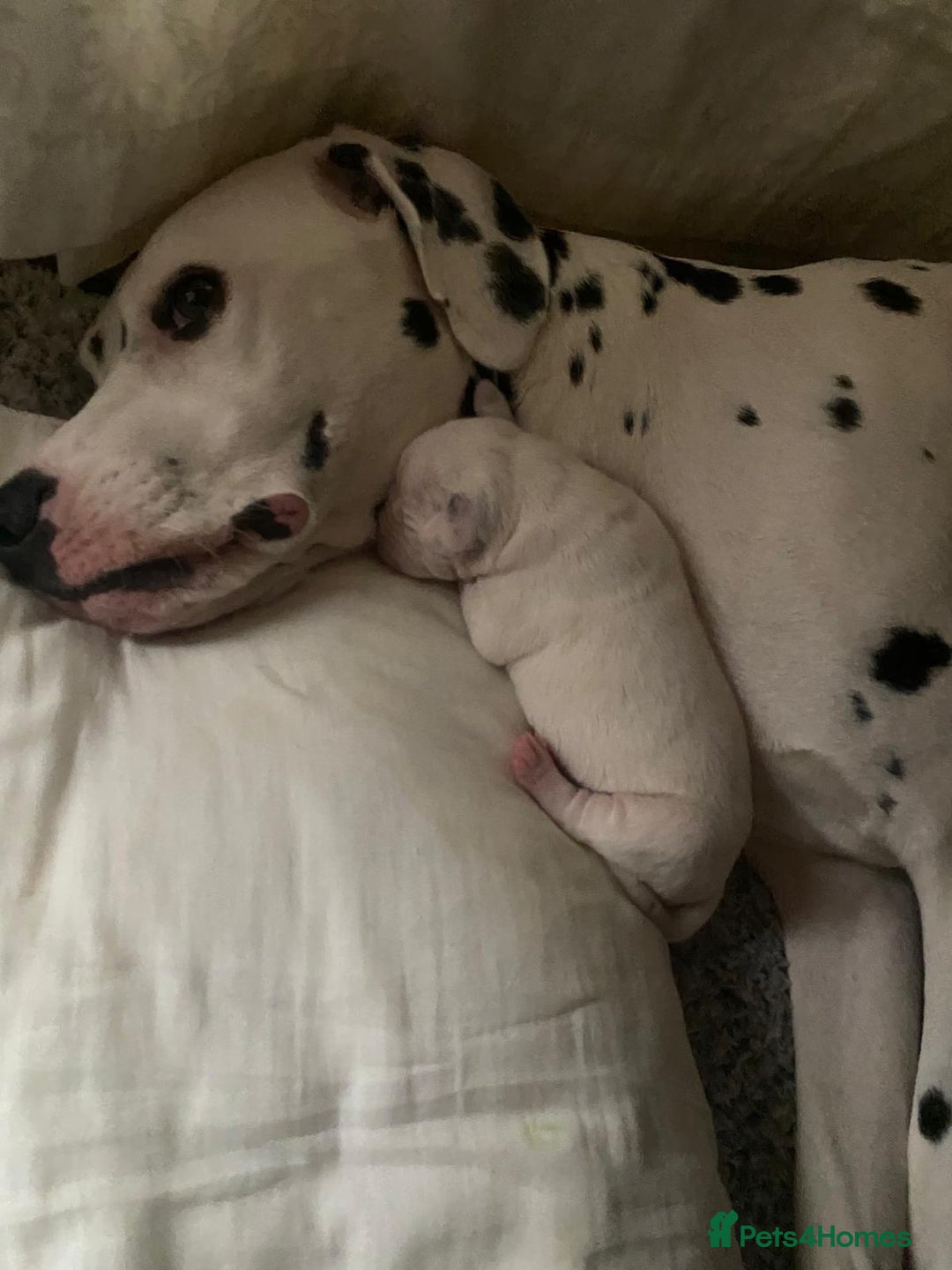 Dalmatian dogs for sale: Beautiful Dalmatian Puppies - Image 3