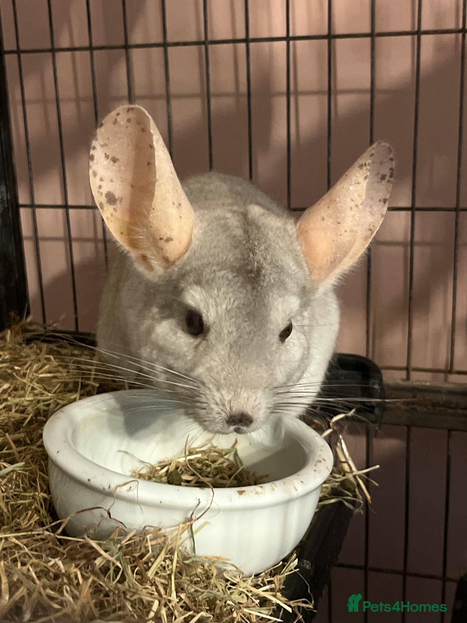Chinchilla rodents Seeking a home with cage buddy - Advert 1