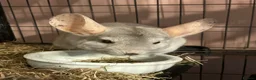 Chinchilla rodents for sale: Seeking a home with cage buddy - Advert 1