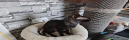 Cornish Rex cats for sale: Cornish Rex tabby kitten for sale  - Advert 3