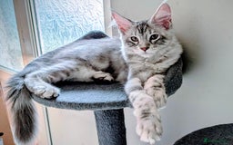 Maine Coon cats for sale: 3 Adorable Female Maine coon Kittens - Image 11