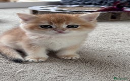 British Shorthair cats for sale: GCCF BSH BOY AND GIRL LEFT GOLDEN BLACK TIPPED  - Advert 28