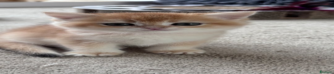 British Shorthair Kitten 7