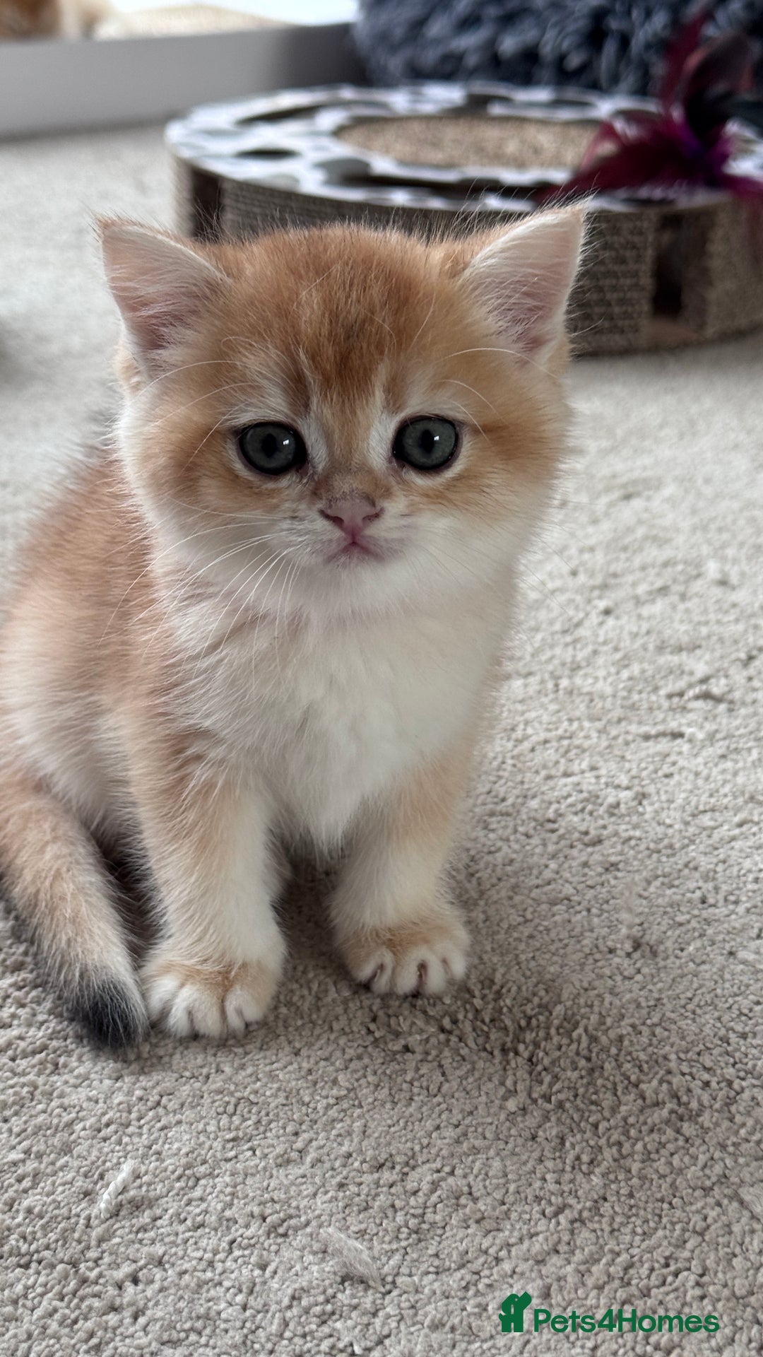 British Shorthair cats for sale: GCCF BSH BOY AND GIRL LEFT GOLDEN BLACK TIPPED  - Advert 28