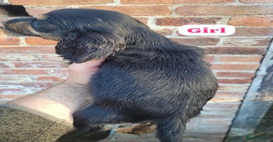 Cocker Spaniel dogs - Advert 5