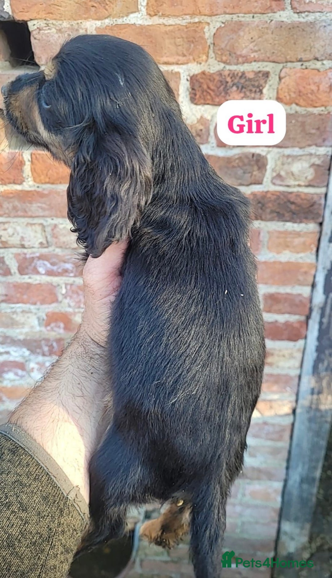 Cocker Spaniel dogs for sale: Stunning cocker spaniel puppies  - Image 4