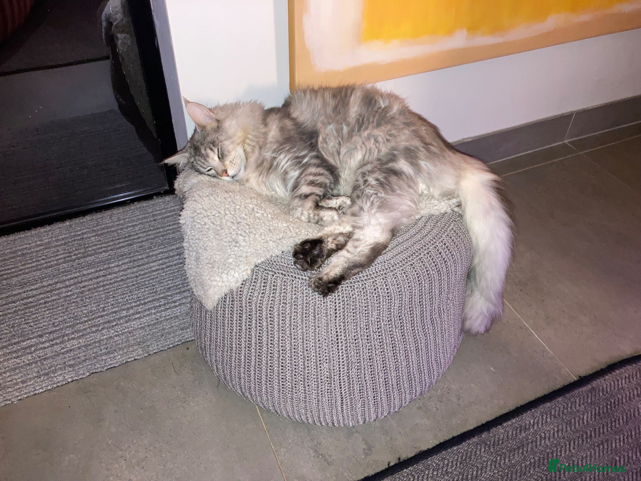 Maine Coon cats Adult Male  - Advert 2