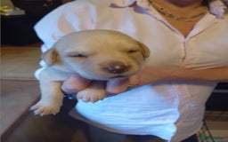 Labrador Retriever dogs for sale: Beautiful litter of labradors  - Image 3