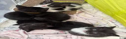 Mixed Breed cats for sale: 😻Adorable Kittens Looking for Their Homes 🐾 - Advert 5