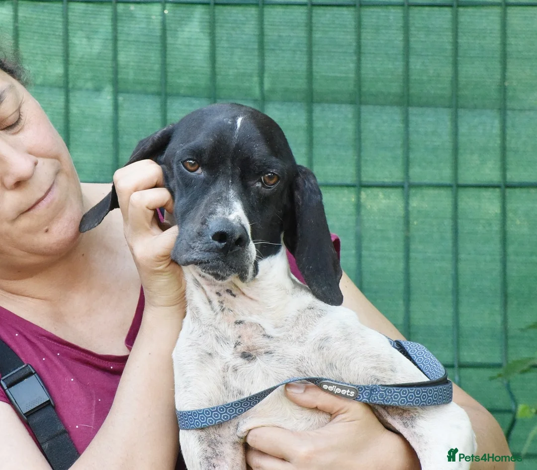 Pointer dogs for adoption: Dunia - Advert 1