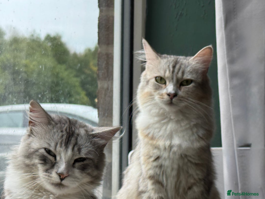 Siberian cats for sale: Four Siberian kittens - Image 13