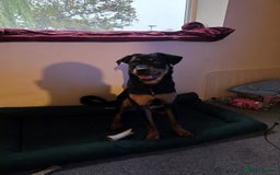 Rottweiler dogs for sale: Minnie for sale  - Image 3
