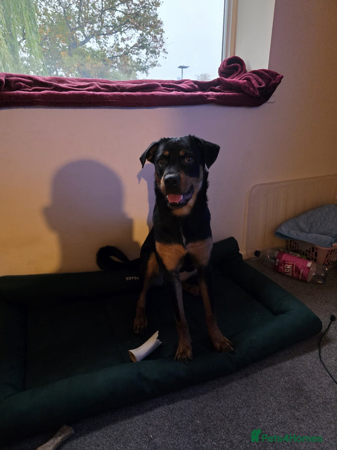 Rottweiler dogs for sale: Minnie for sale  - Image 3