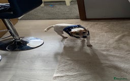 Jack Russell dogs for sale: Piper - Image 4