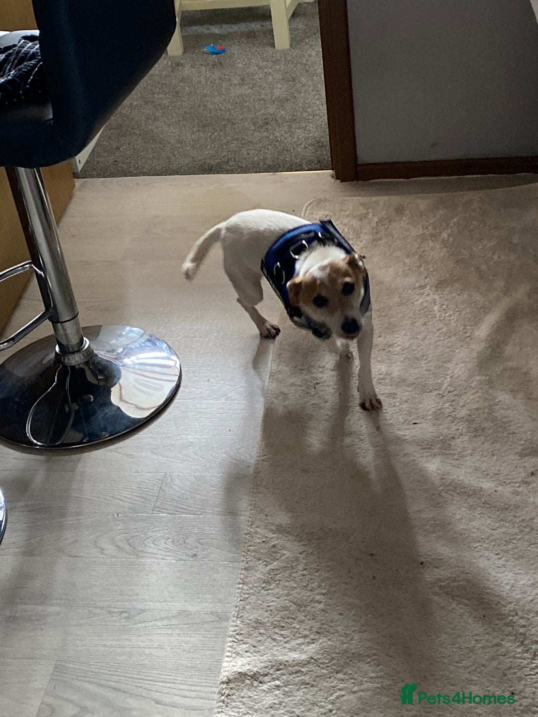 Jack Russell dogs for sale: Piper - Image 4