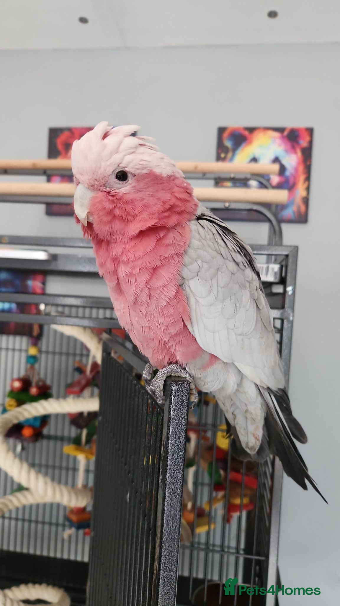 Cockatoo birds Cookie stupidly tame galah cockatoo  - Advert 7