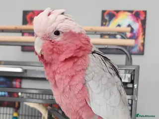 Cockatoo birds Cookie stupidly tame galah cockatoo - Advert 1