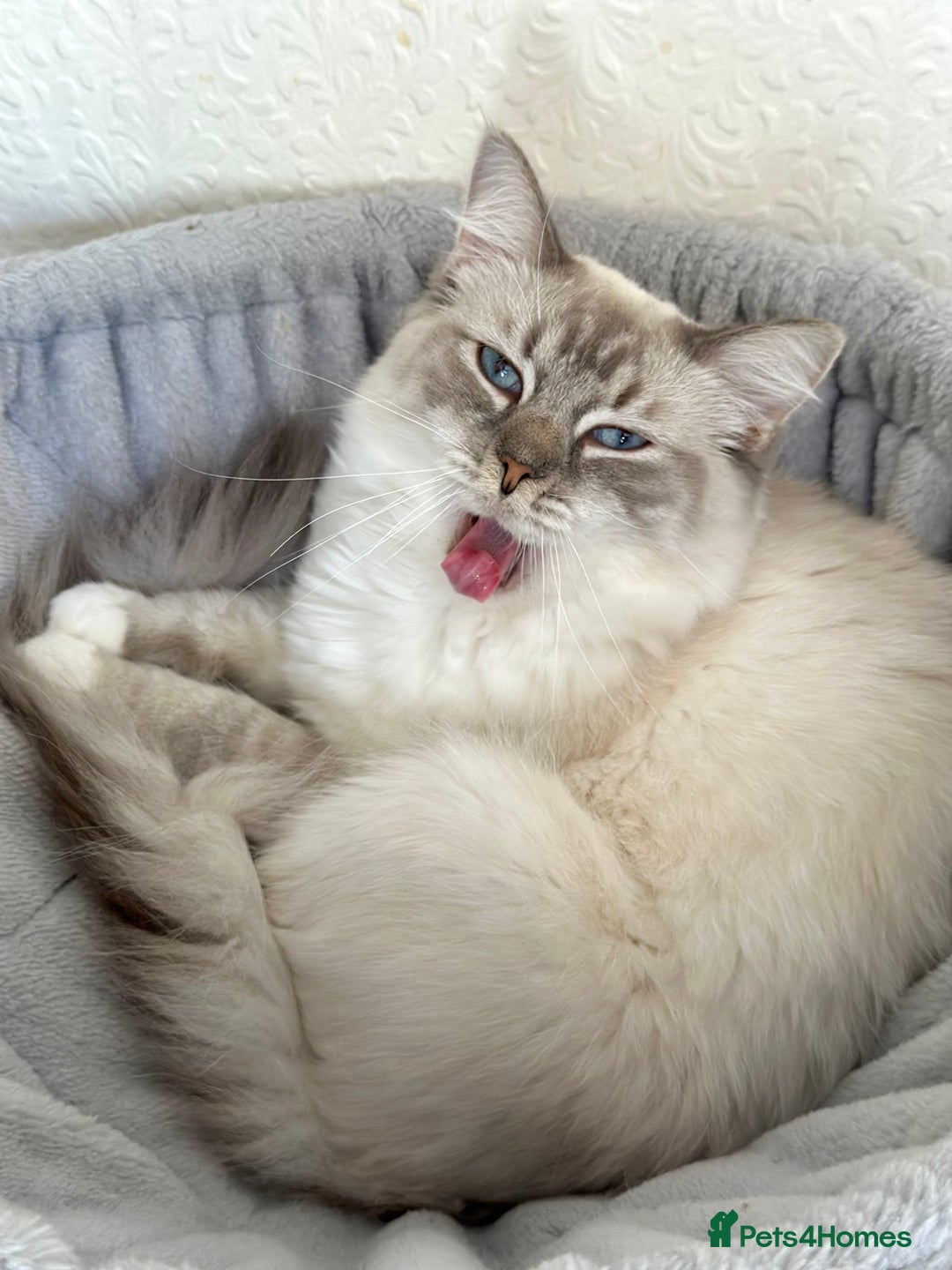 Ragdoll cats for sale: Retired Queen and Stud - Advert 7