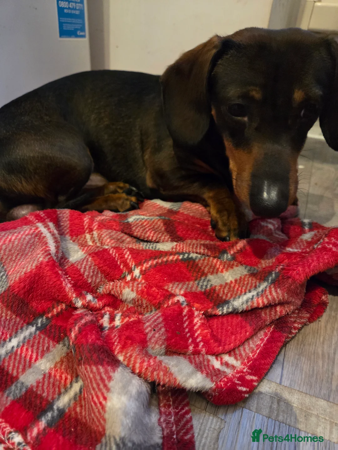 Dachshund dogs for sale: Dachsund puppy looking for his forever home - Advert 14