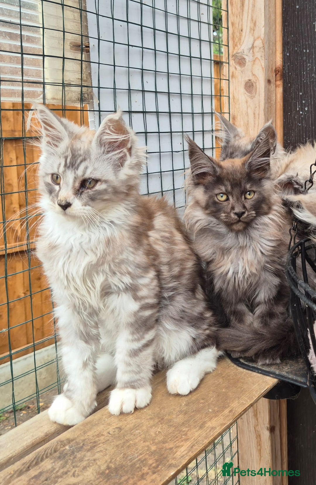 Maine Coon cats for sale: Maine coon kittens  - Image 11
