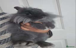 Lionhead rabbits for sale: Beautiful Blue Lion Head Boy - Advert 2