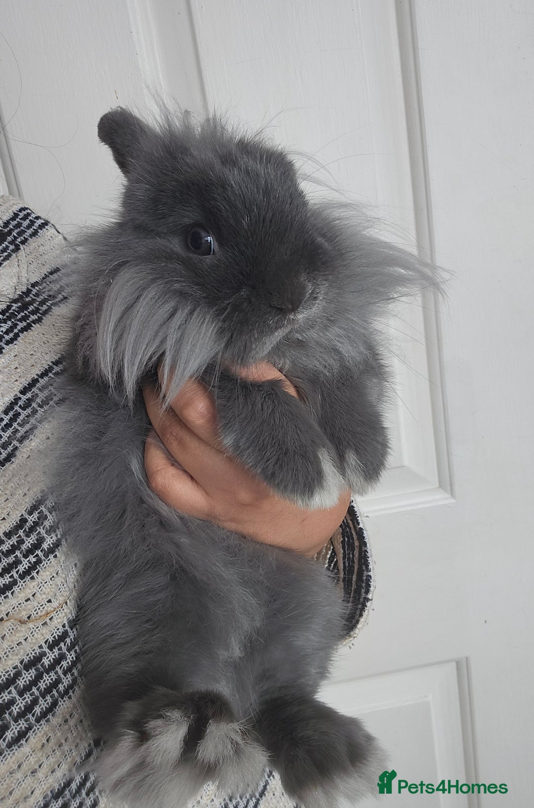 Lionhead rabbits for sale: Beautiful Blue Lion Head Boy - Advert 2