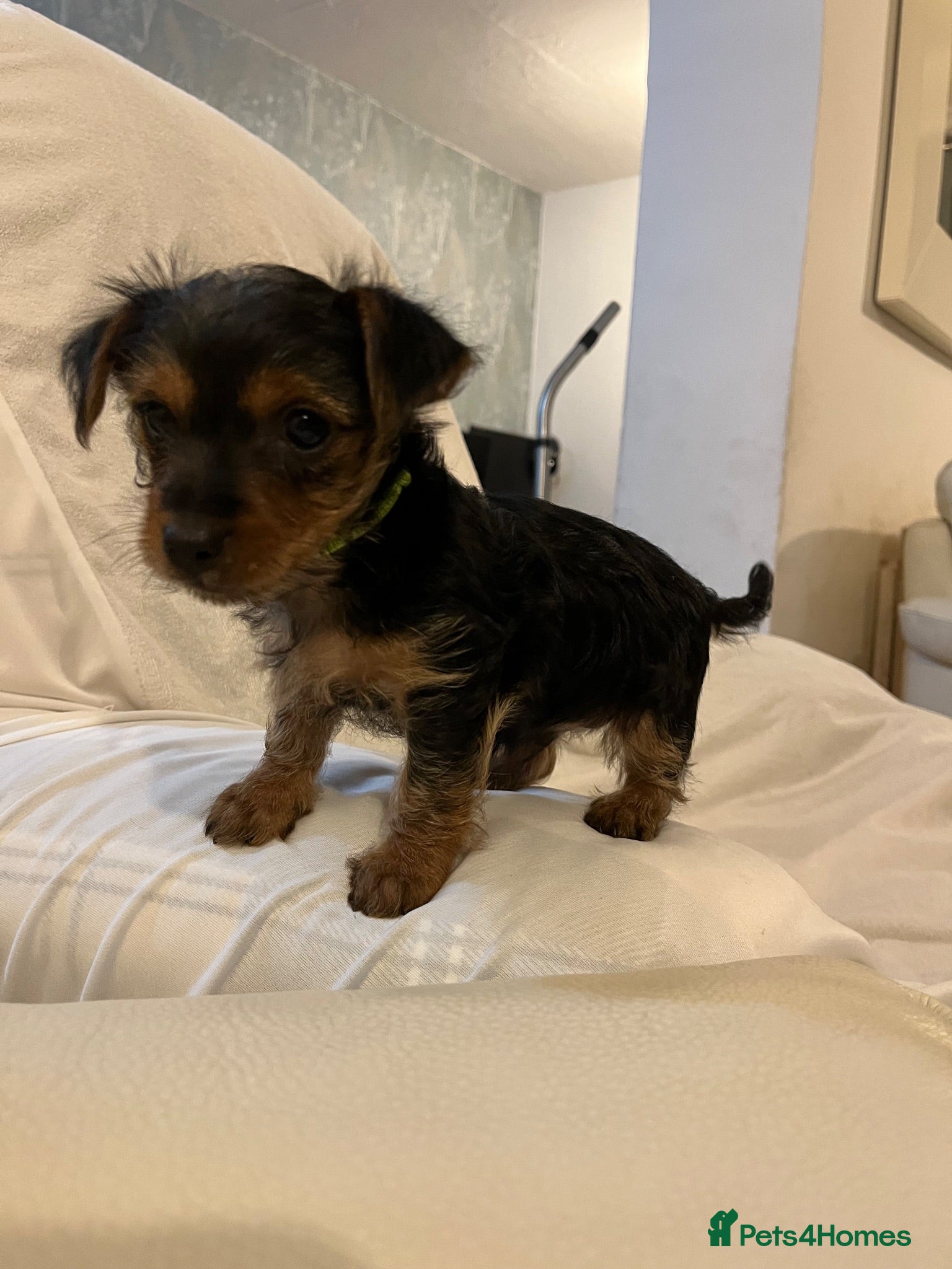 Yorkshire Terrier dogs READY NOW !! 2 MINI YORKSHIRE TERRIERS - Advert 1