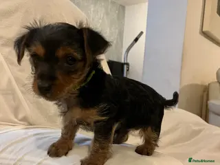 Yorkshire Terrier dogs READY NOW !! 2 MINI YORKSHIRE TERRIERS - Advert 1
