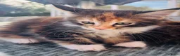 Maine Coon cats for sale: Beautiful Maine coon kittens  - Advert 8