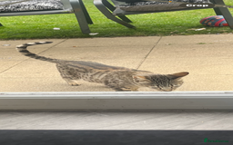 Savannah cats for sale: Full savannah girl  - Image 6
